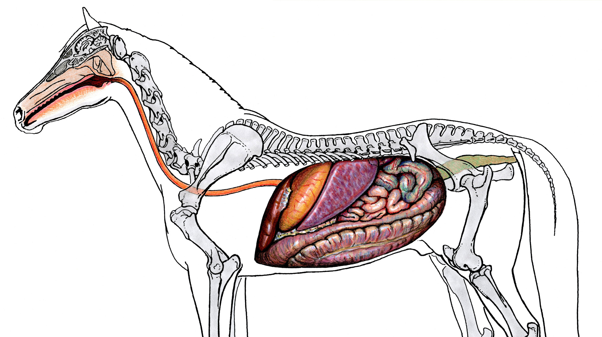 equine intestines 3d