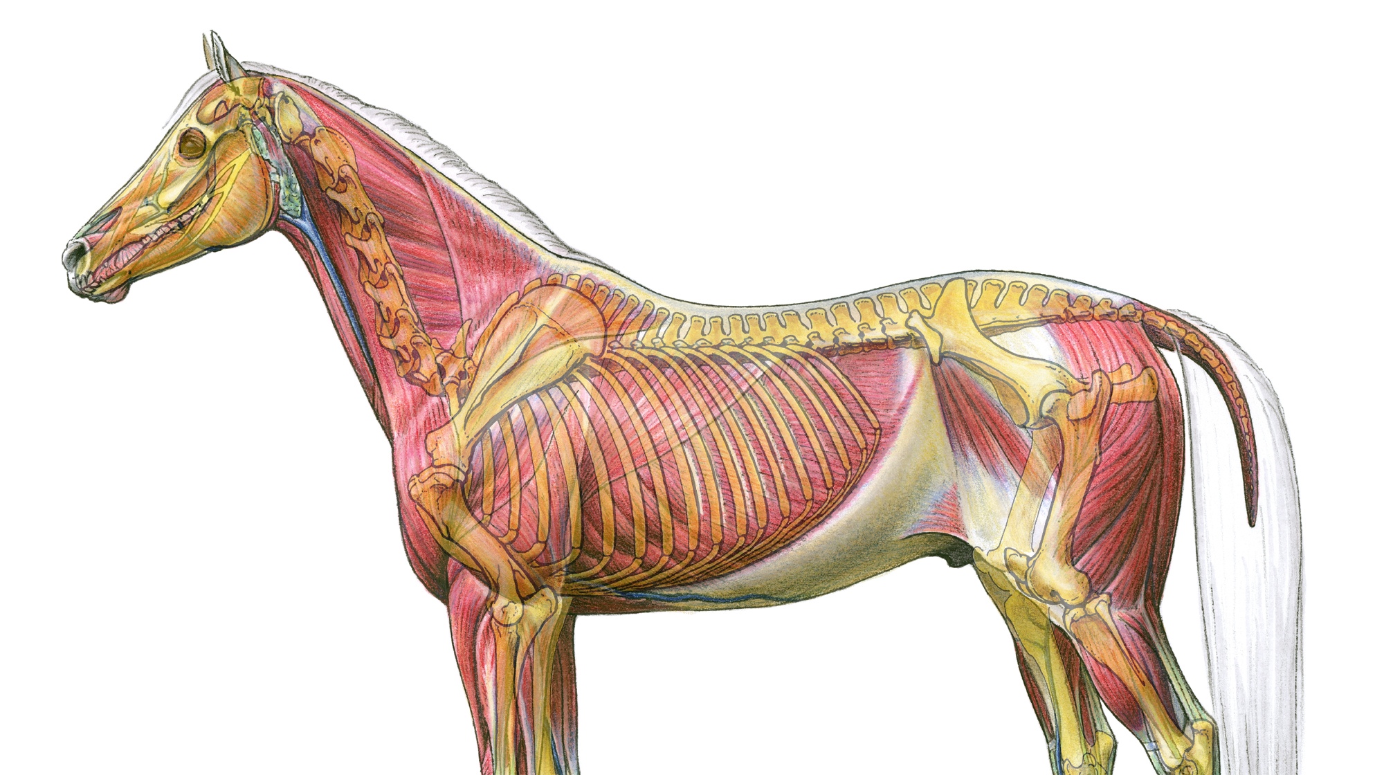 The Musculoskeletal System Structure And Function Nur - vrogue.co