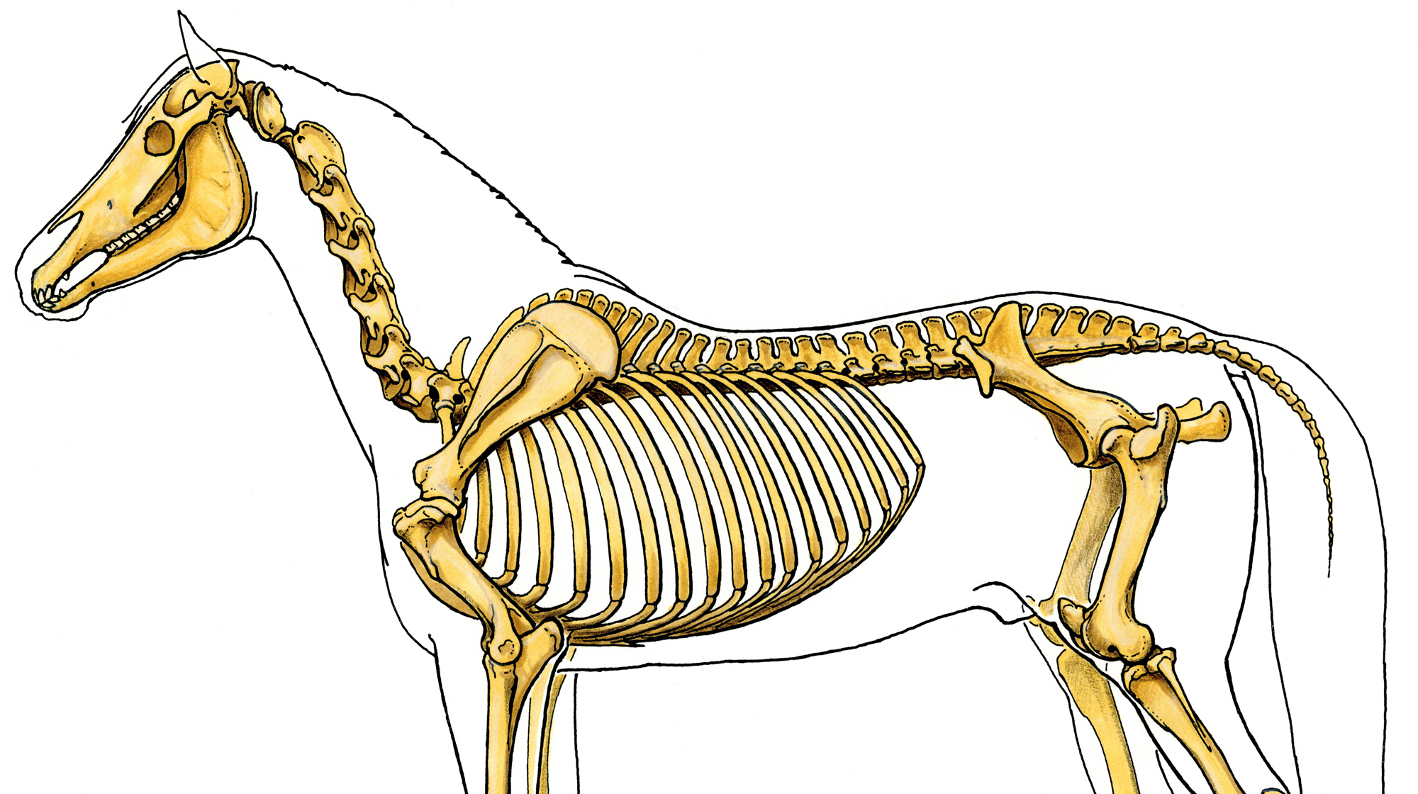 horse anatomy skeleton