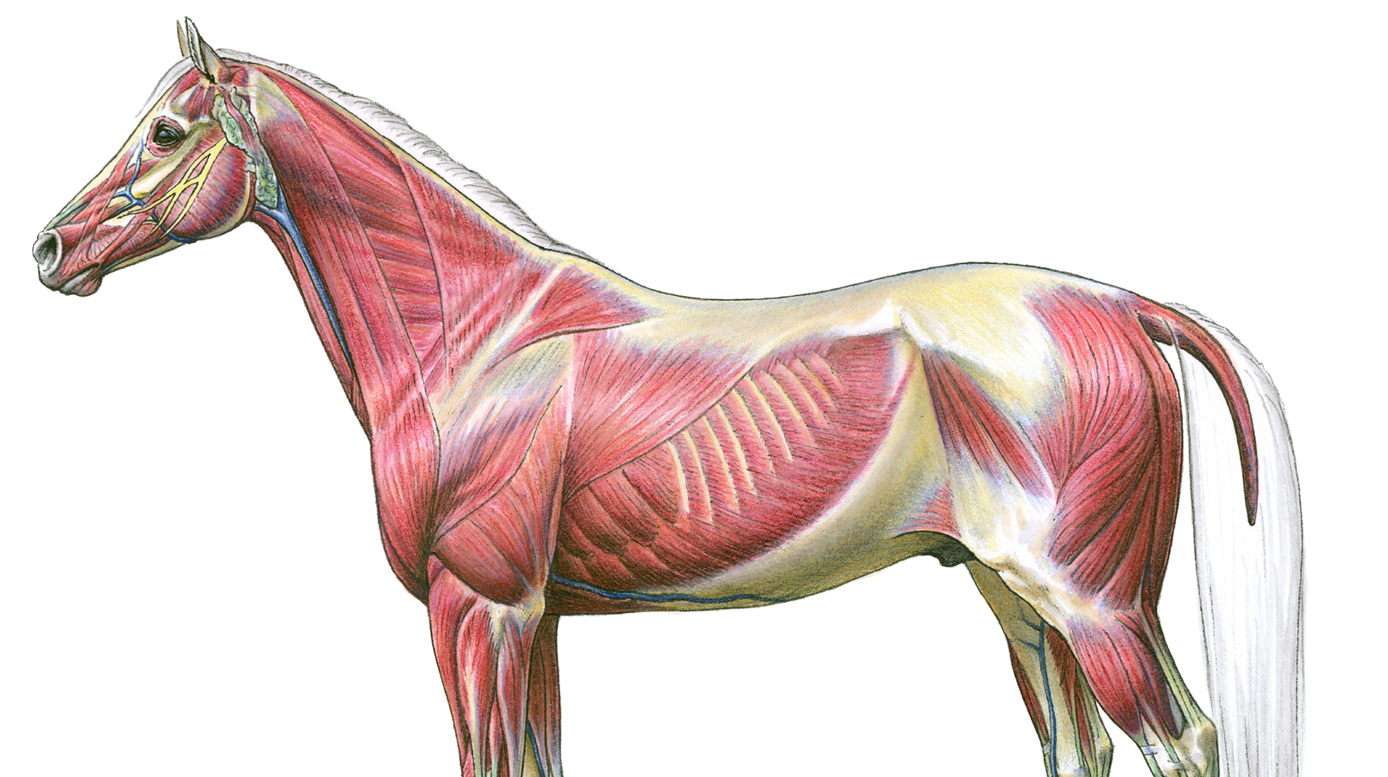 Equine Deep Musculature Anatomy Chart, 52% OFF